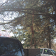 Robert Tomanovich doesn’t have any plans to remove the nooses hanging from trees outside his home and business, and police say they can’t make him.
WXYZ screenshot